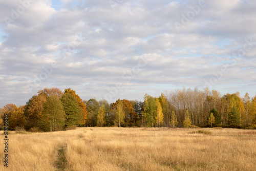 Autumn landscape  spacious fields with dense and bright grass