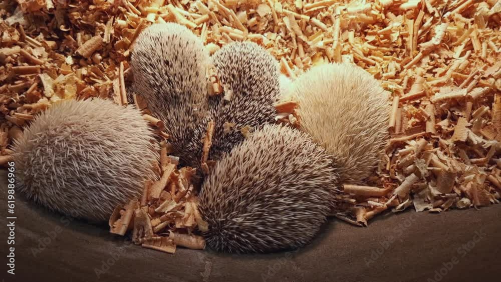 African dwarf hedgehogs, white-bellied, mobile video, with cubs, horizontal video, African dwarf hedgehogs, white-bellied, mobile video, with cubs, horizontal video,
