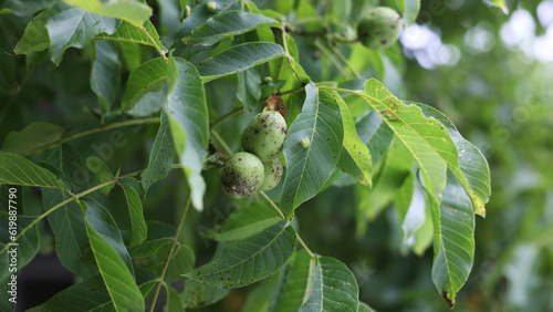 Volyn walnut, a green tree in summer, many leaves. A light breeze sways the leaves on the tree