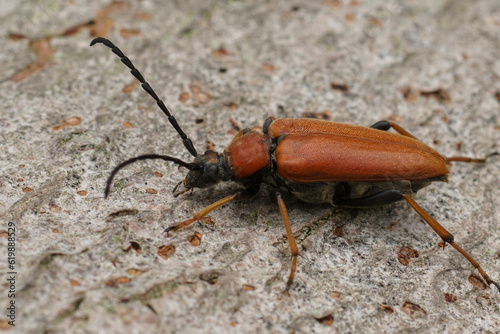 Closeup on a bulke Red-brown Longhorn Beetle , Corymbia or Stictoleptura rubra on wood