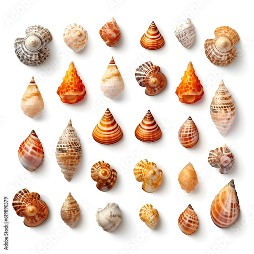 shells collection