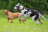 black and white dog, english spotted dog and labrador play together