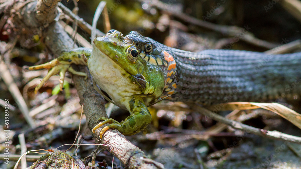 Naklejka premium lizard in the grass