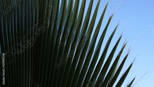 palm tree leaf against the sky