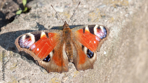 Canvas Print admiral butterfly