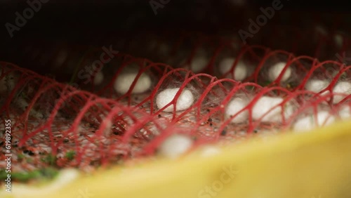 Silkworm cocoons are stored in shelving