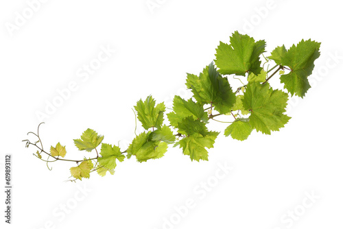 Photographie Grape leaves vine branch on transparent background, green leaves vine plant, nat