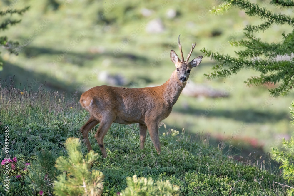 Wild male roe deer or buck (Capreolus capreolus) grazing in an green alpine meadow on a sunny morning in the Italian Alps Mountains, Piedmont.