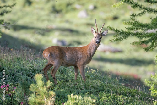 Obraz na płótnie Wild male roe deer or buck (Capreolus capreolus) grazing in an green alpine meadow on a sunny morning in the Italian Alps Mountains, Piedmont. w salonie