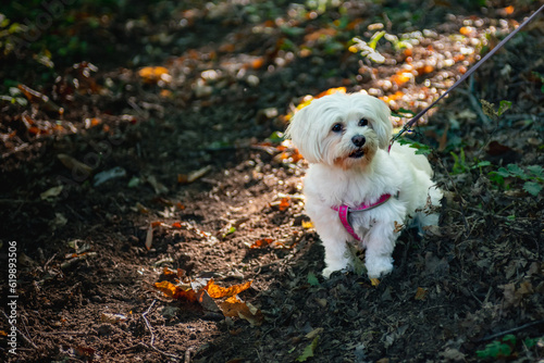 Little Young White Maltese Dog with a Leash among Leaves in Autumn
