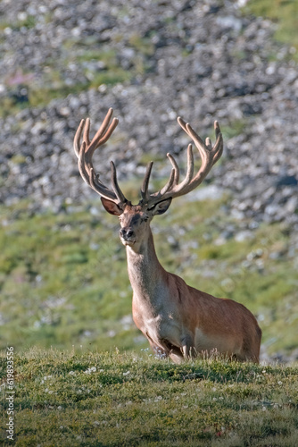 Obraz na płótnie Massive male Red deer or stag (Cervus elaphus) with huge velvet antlers standing in an alpine prairie and looking downstream captured on a sunny morning in the Piedmont Alps mountains, Italy. Wild. w salonie