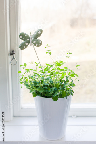 oregano herbs in a pot in window