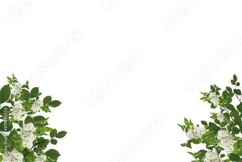 Lilac Brunch on transparent background, green leaves, white flower, Flowers frame isolated, png 