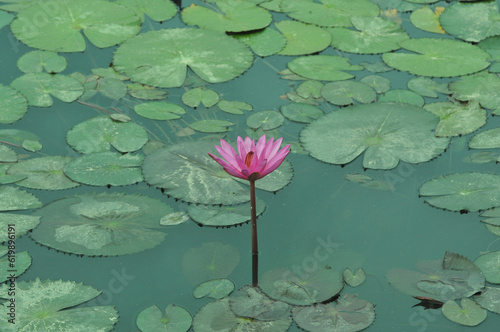 Lotus flowers bloom in the many public parks in Beijing, China from June to late August 