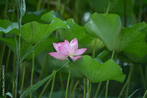 Lotus flowers bloom in the many public parks in Beijing, China from June to late August 