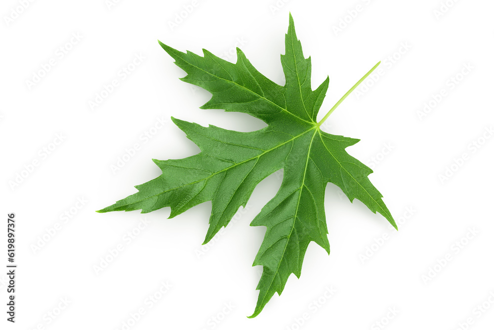 Silver maple leaf isolated on a white background. Top view. Flat lay Silver maple leaf isolated on a white background. Top view. Flat lay