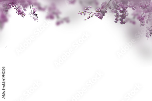 Blossom cherry brunch on transparent background, pink white Blooming Flower isolate, Branch set bungle png © Daria