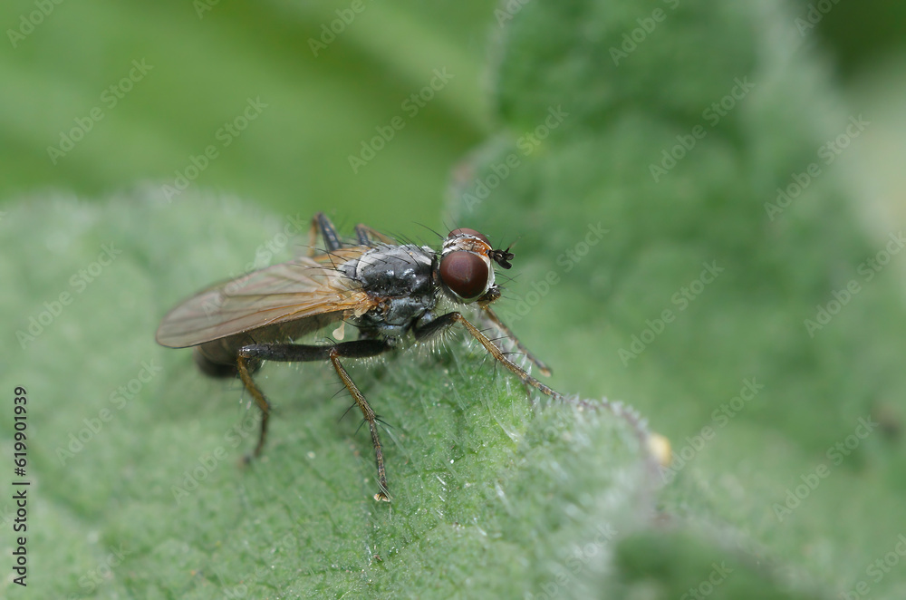 Εκτύπωση καμβά Detailed closeup on a lesser known dung fly, Cordilura pubera, sitting on a gree