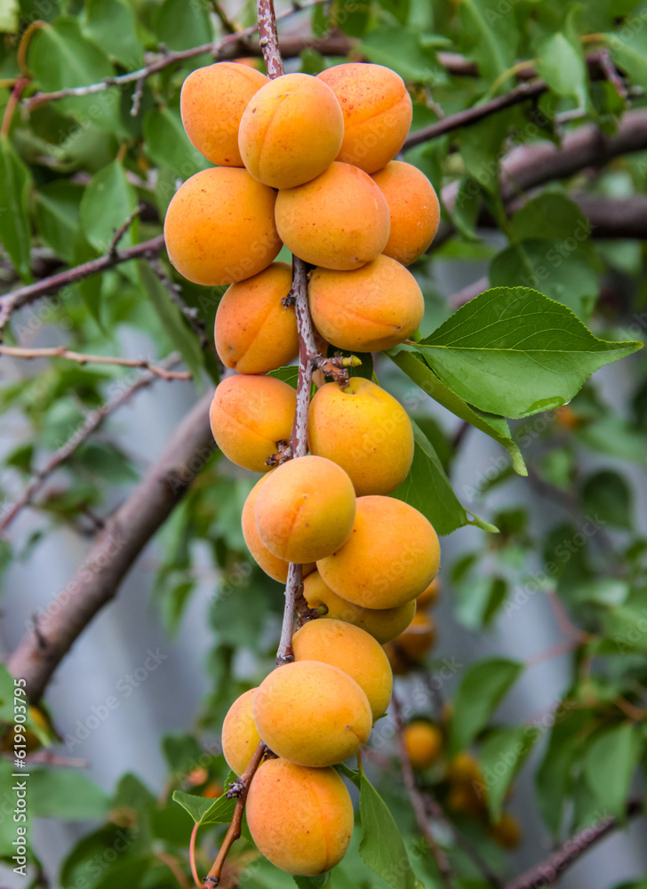 Ripe, orange apricots on a branch in the garden on a summer day close-up.
