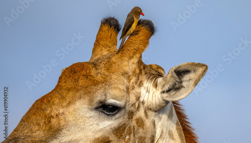 Foto A closeup of an oxpecker sitting on a giraffe's ossicone