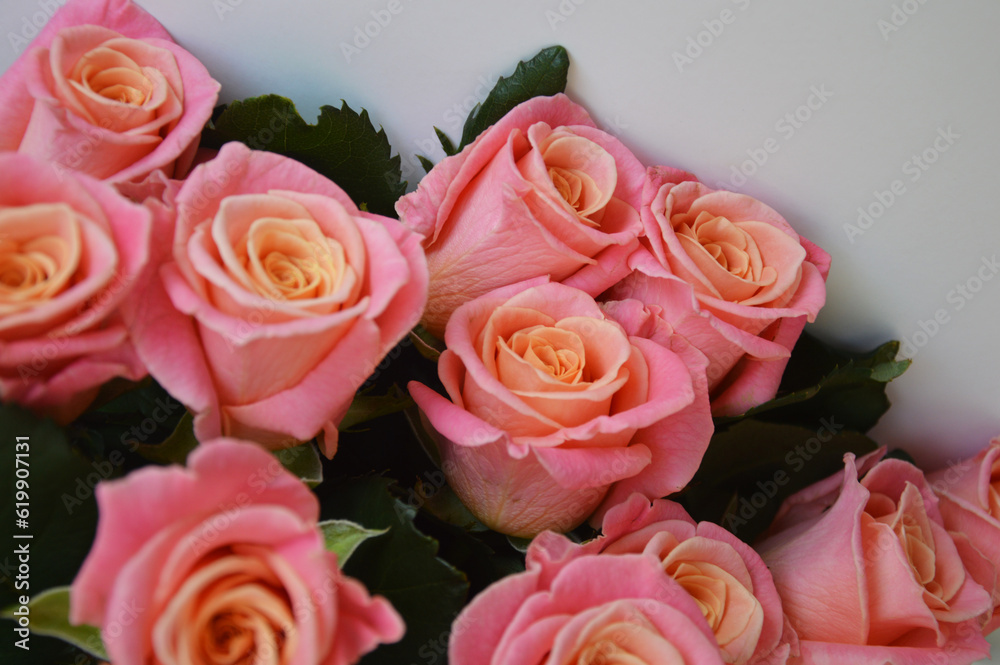 Rose flowers pink orange. Beautiful bouquet on a white background.