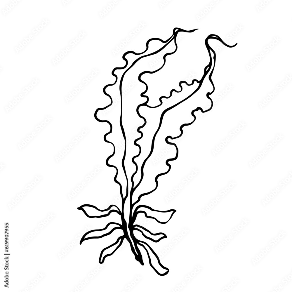 Linear sketch of seaweed leaves.Vector graphics. Linear sketch of seaweed leaves.Vector graphics.