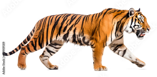 walking Tiger, side view, isolated background. Generative Ai