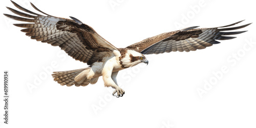 an Osprey  Pandion haliaetus. in flight in various positions  raptor  Nature-themed  photorealistic illustrations in a PNG  cutout  and isolated. Generative AI