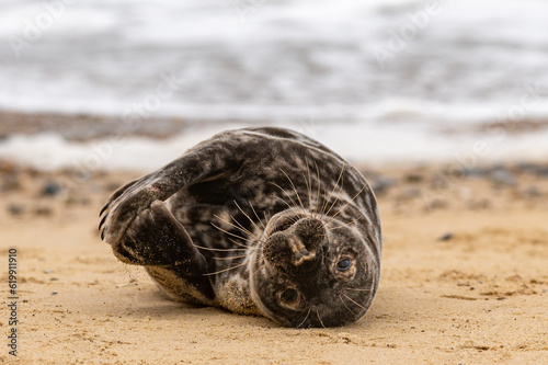 Fototapeta Naklejka Na Ścianę i Meble -  Grey seal pup, Halichoerus grypus, resting on sand beach and yawning, UK
