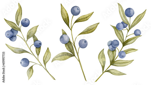 Фотография Set of Blueberry branches