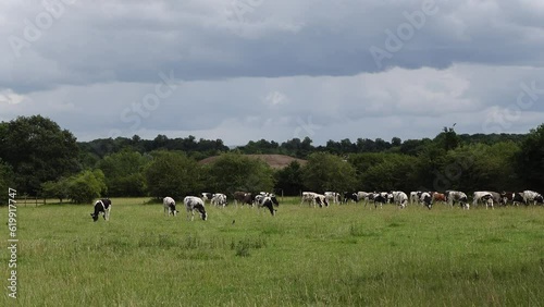 Cows on a grass field