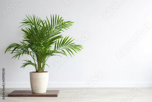 Tropical plant with lush leaves on floor near white wall 
