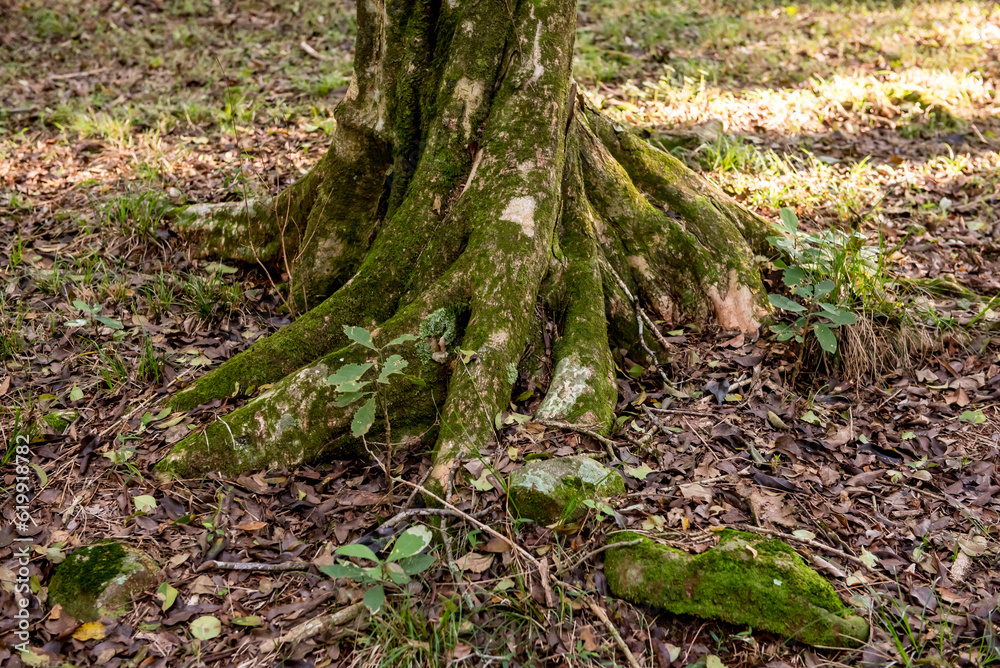 Native Brazilian tree roots in the forest