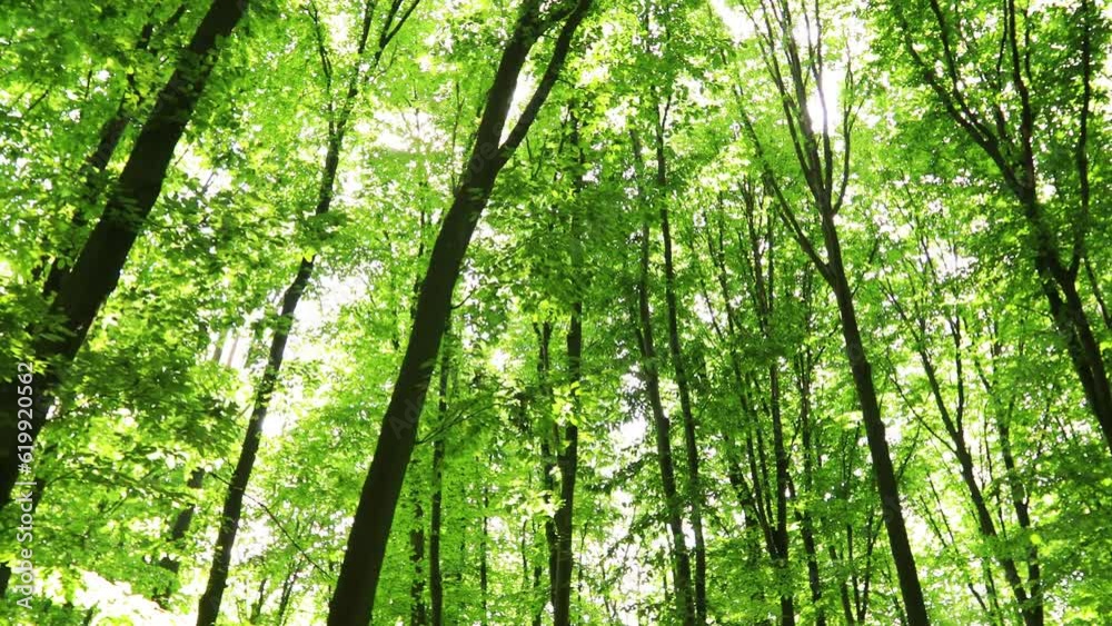 a summer forest trees. nature green wood sunlight backgrounds. a summer forest trees. nature green wood sunlight backgrounds.