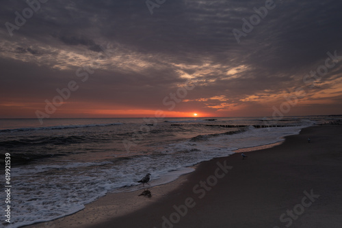 mewy na plaży o wschodzie słońca  © mateusz