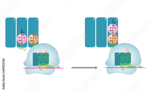 Forming peptide bond during protein synthesis. Vector illustration.