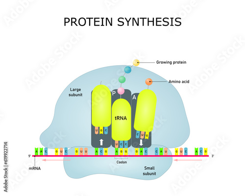 Protein synthesis, mRNA translation in a ribosome. Vector illustration for education