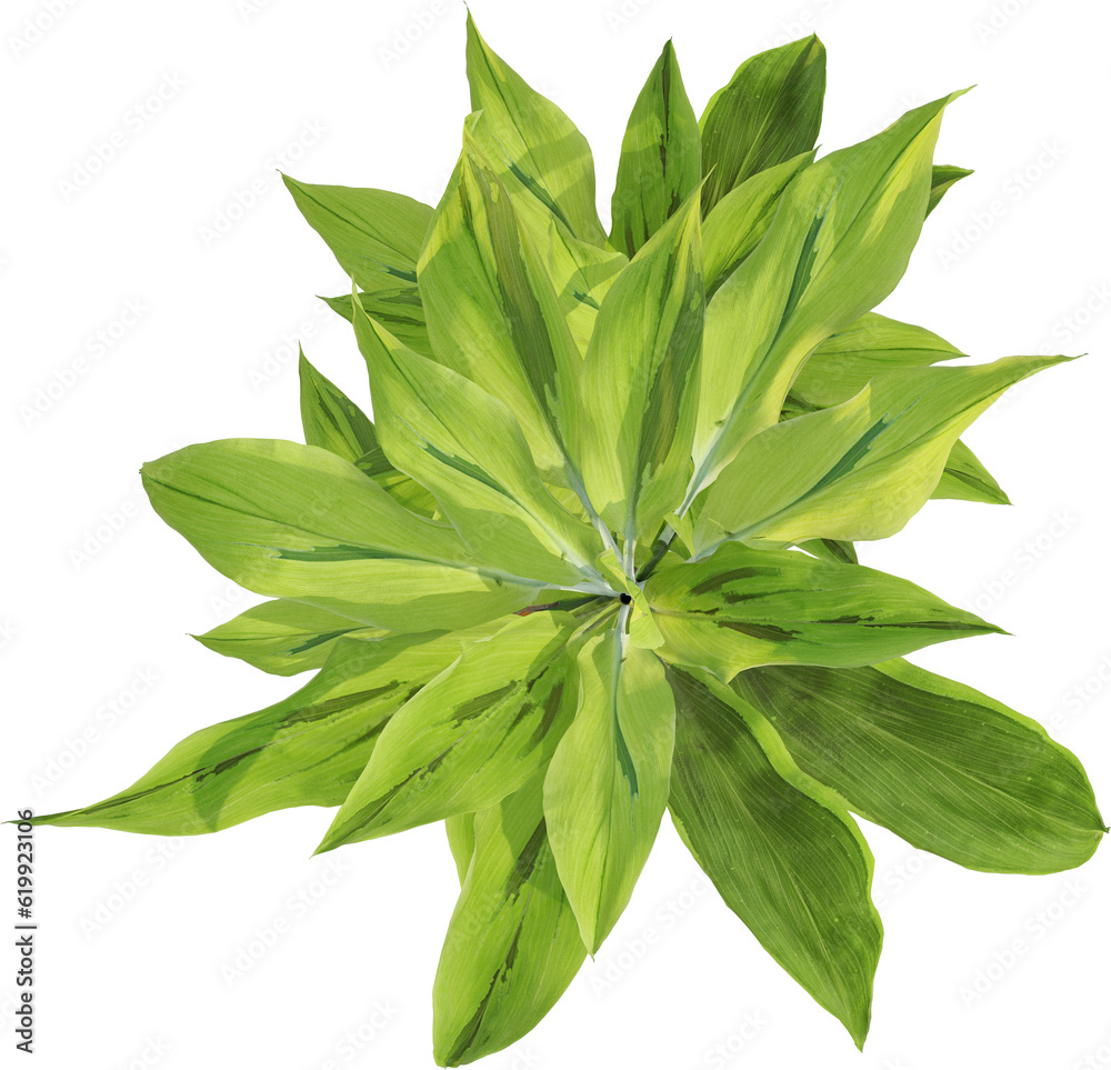 Top view of garden plant - Cordyline fruticosa Top view of garden plant - Cordyline fruticosa