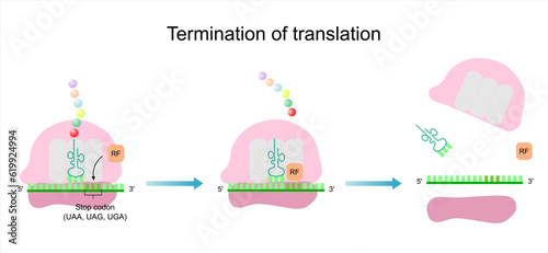 The termination of translation in the protein synthesis. Peptide release and ribosome dissociation. photo