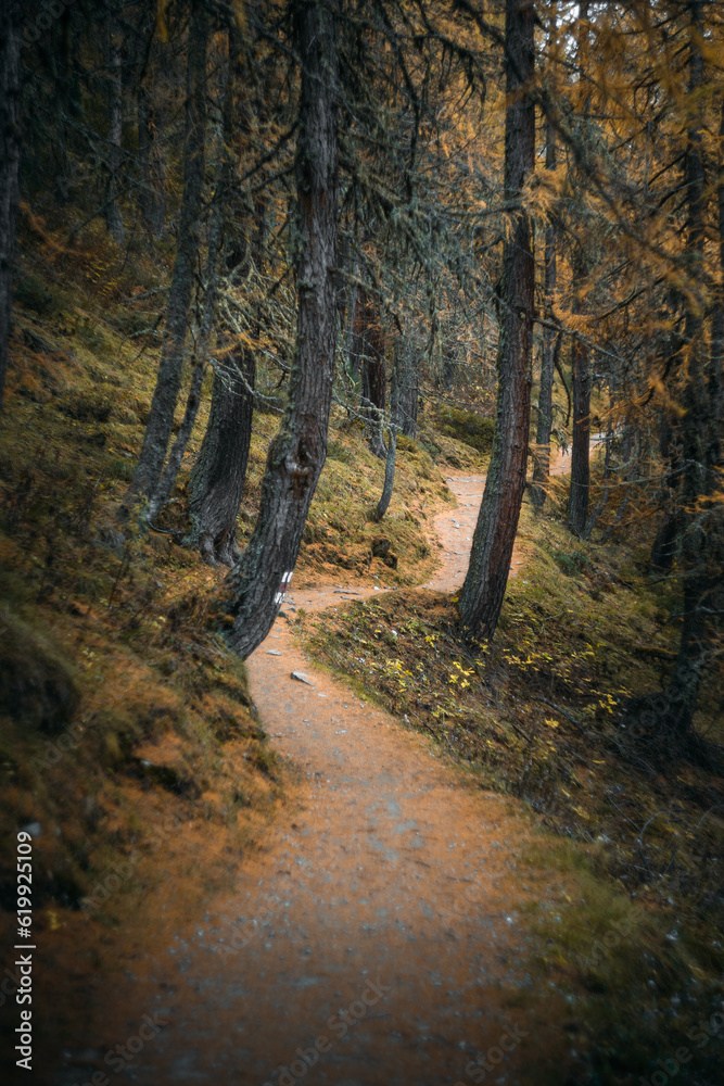 Beautiful path in the Swiss forest near the Sils Lake, during a moody autumnal day