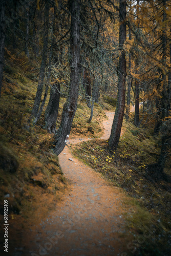 Beautiful path in the Swiss forest near the Sils Lake  during a moody autumnal day
