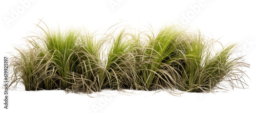 tussock of grass on transparent background, png photo