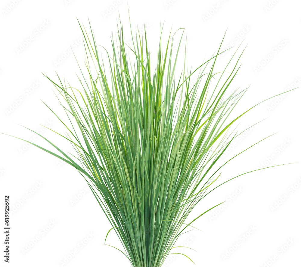Top view of wild grass Top view of wild grass