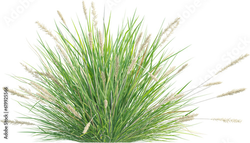 Side view of wild grass
