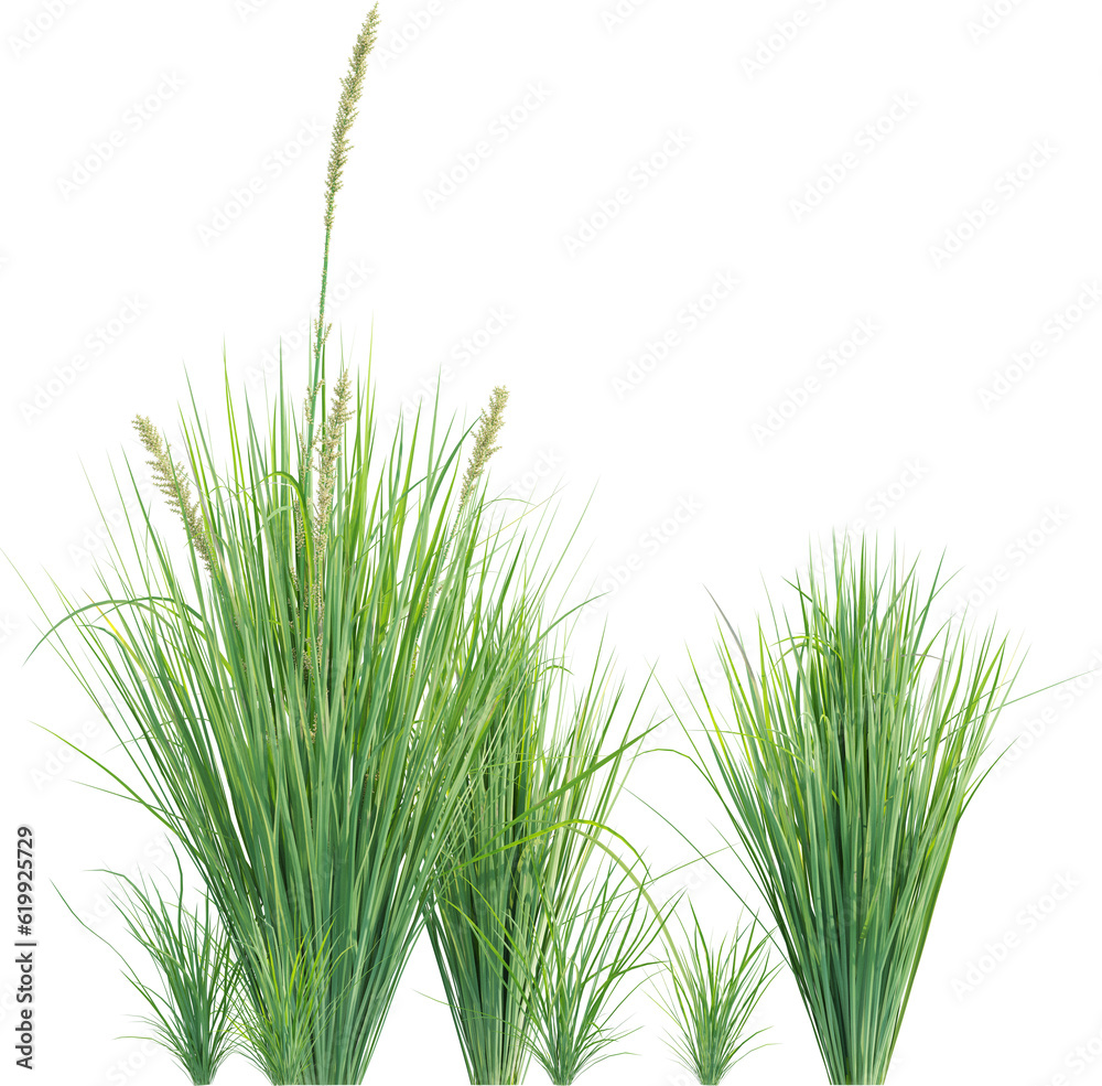 Obraz premium Top view of wild grass