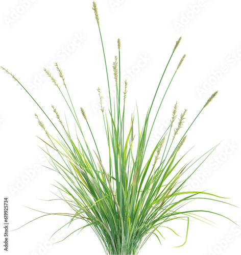 Top view of wild grass