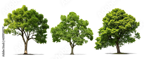 green tree on transparent background  png