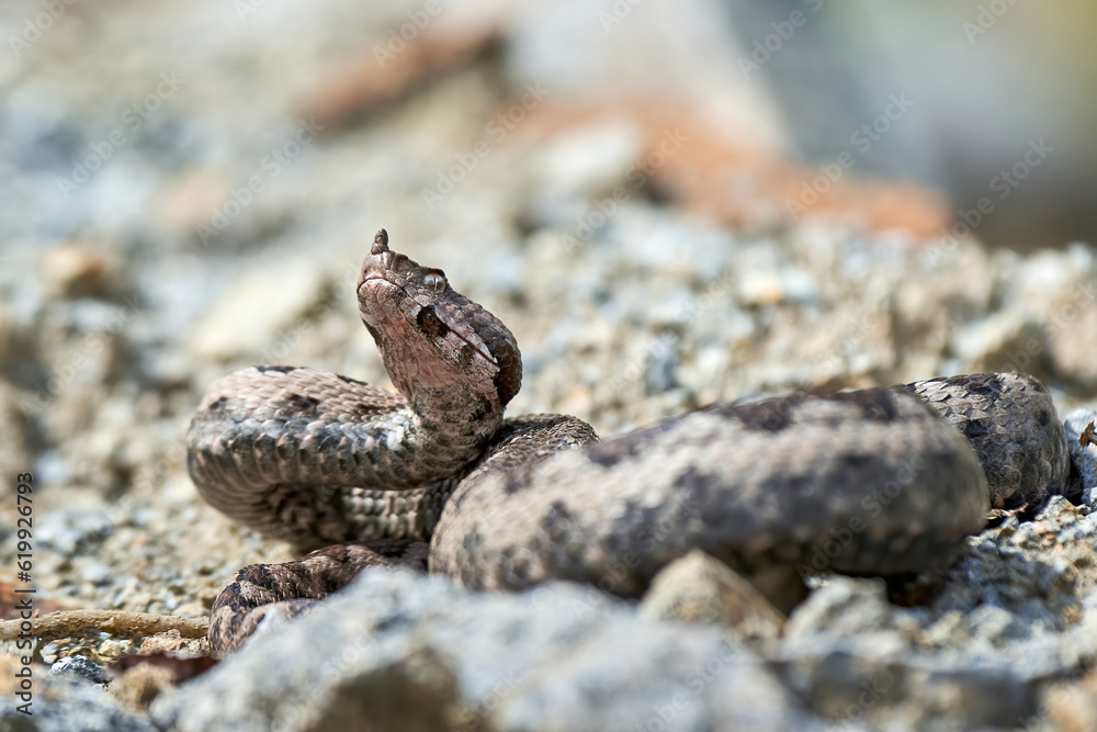Nose-Horned Viper male in natural habitat (Vipera ammodytes) Nose-Horned Viper male in natural habitat (Vipera ammodytes)