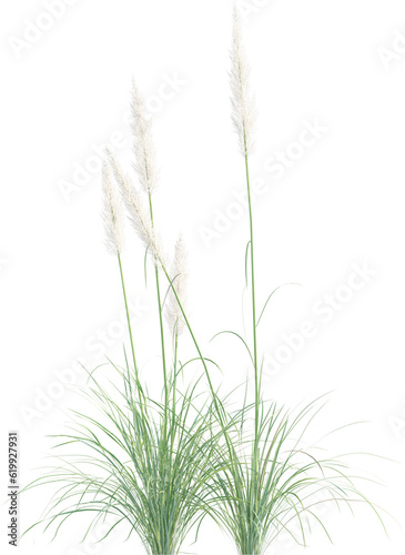 Top view of pampas grass