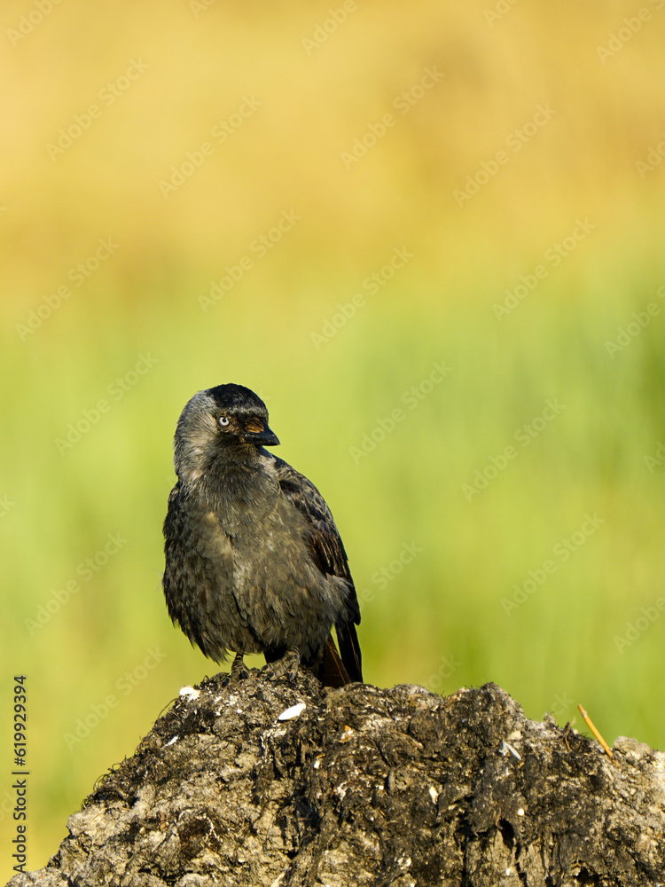 Fototapeta premium The western jackdaw, Corvus monedula, or simply the jackdaw, sitting on the Baltic seashore